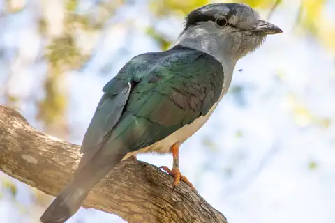 Cuckoo-roller
