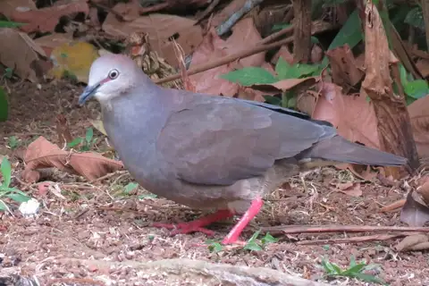 Grey-chested Dove