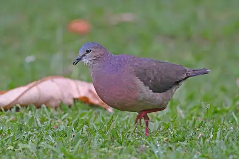 Tolima Dove