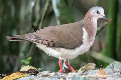 Caribbean Dove