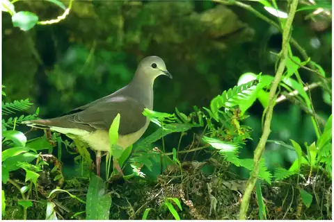 Yungas Dove