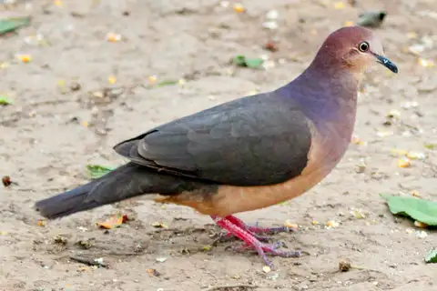 Ochre-bellied Dove