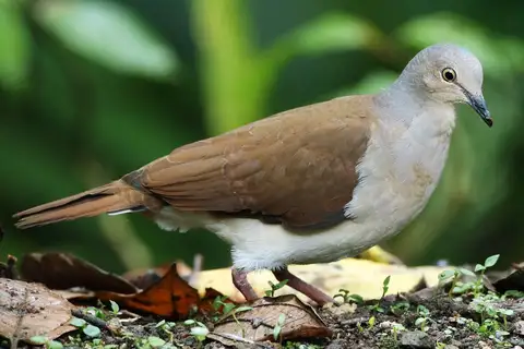 Pallid Dove