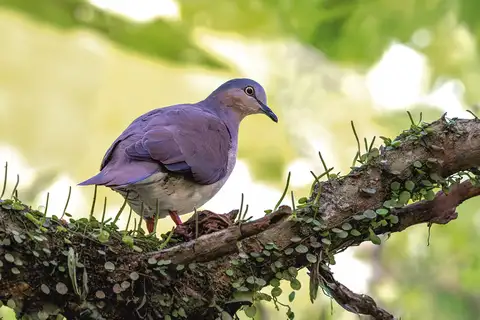 Grey-headed Dove