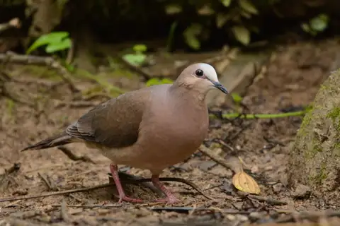 Grey-fronted Dove