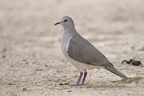 White-tipped Dove