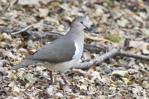 Grenada Dove