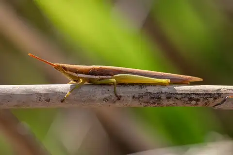 Cattail Toothpick Grasshopper