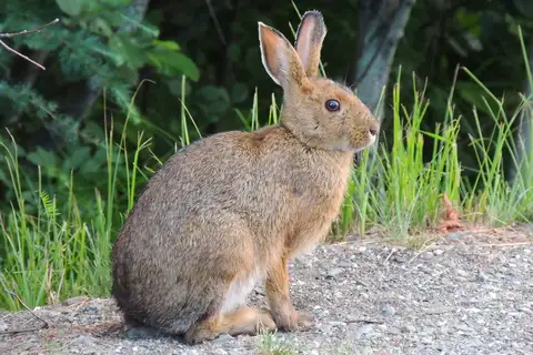 Snowshoe Hare