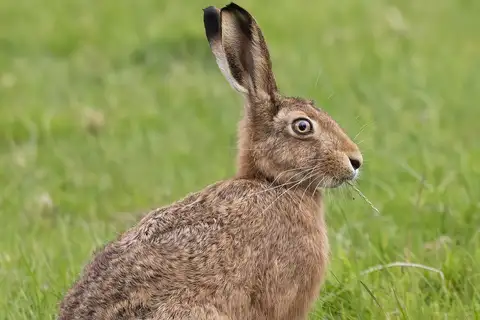 Brown Hare