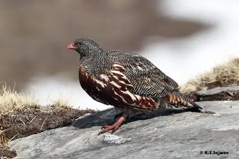 Snow Partridge
