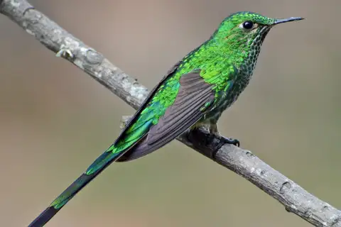 Green-tailed Trainbearer