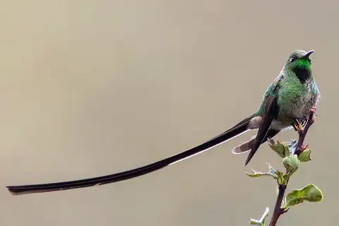 Black-tailed Trainbearer