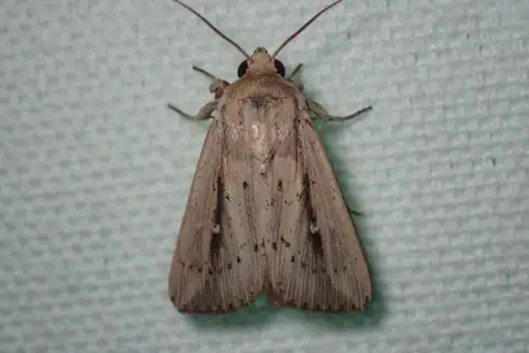 Unknown Wainscot