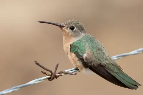 Buffy Hummingbird