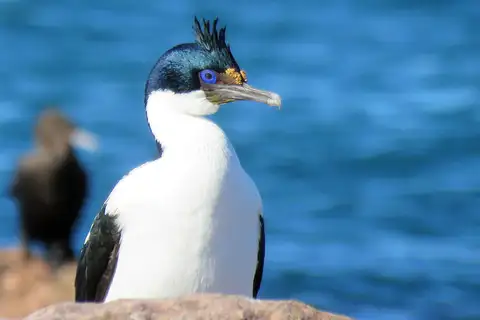 Imperial Shag