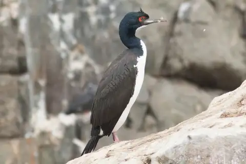 Guanay Cormorant