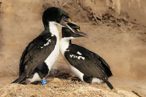 New Zealand King Shag