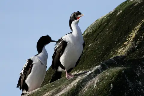 Stewart Island Shag