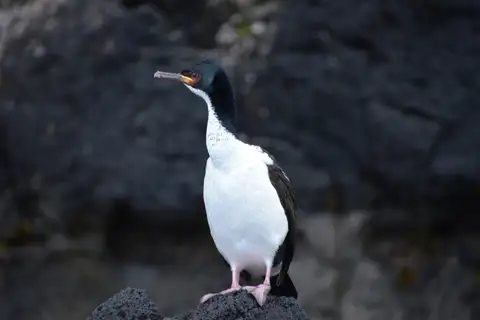 Auckland Shag
