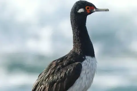 Rock Shag