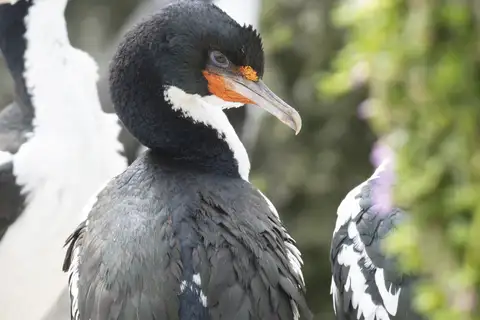 Chatham Shag