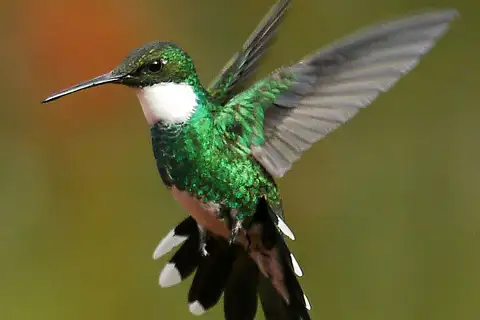 White-throated Hummingbird