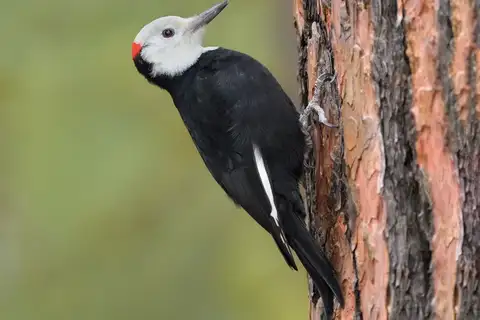 White-headed Woodpecker