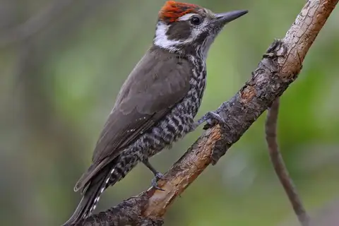 Arizona Woodpecker