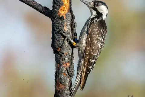Red-cockaded Woodpecker