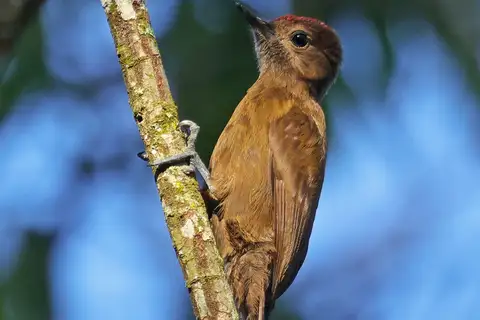Smoky-brown Woodpecker