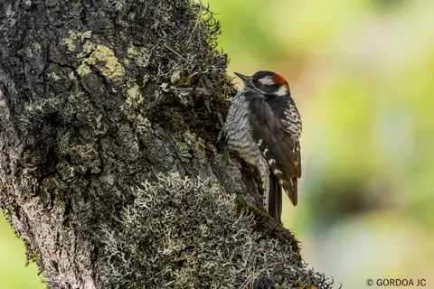 Strickland's Woodpecker
