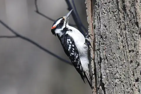 Hairy Woodpecker