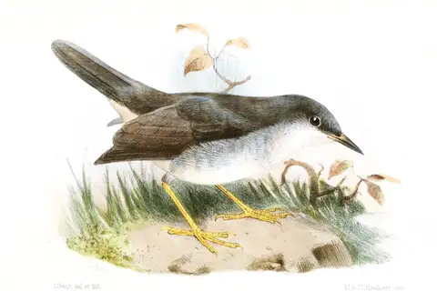 Semper's Warbler