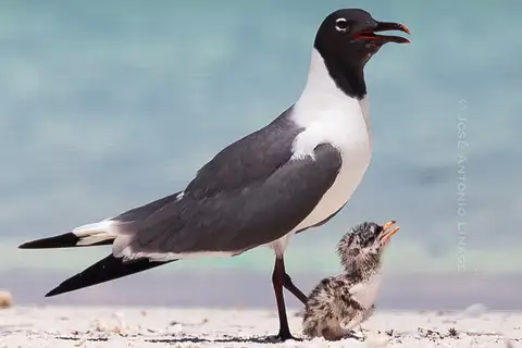 Laughing Gull