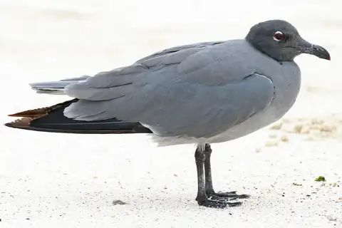 Lava Gull
