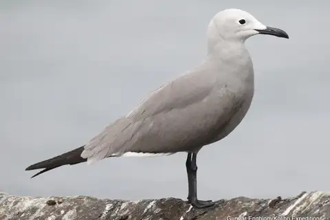 Grey Gull
