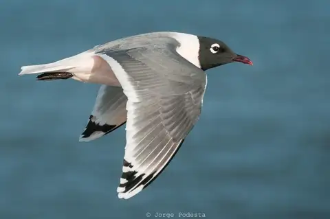 Franklin's Gull