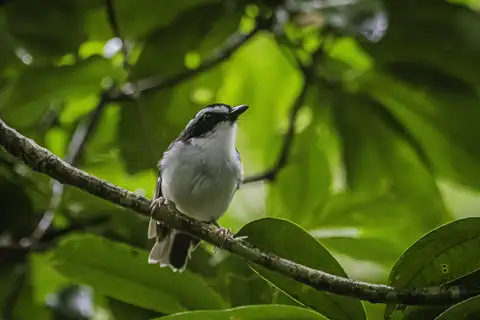 Black-chinned Robin