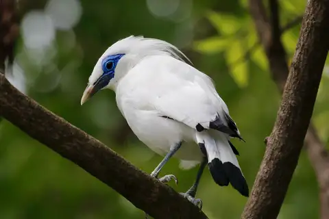 Bali Starling