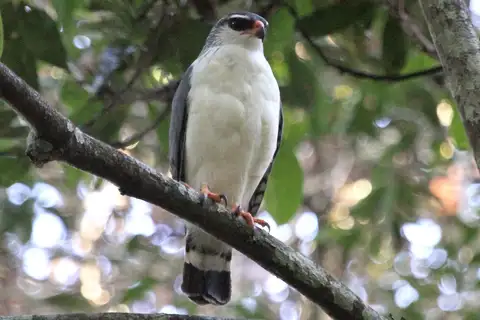 White-browed Hawk