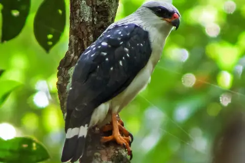 Black-faced Hawk