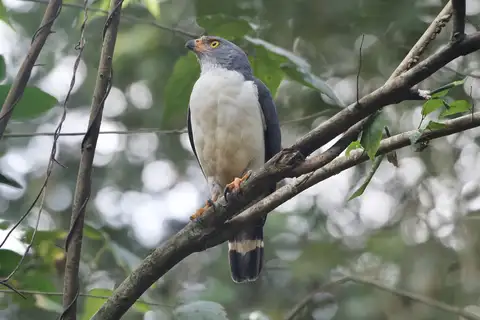 Semiplumbeous Hawk