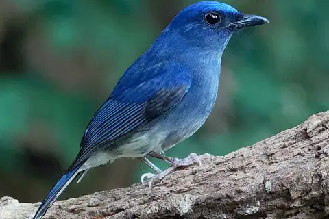 White-tailed Flycatcher