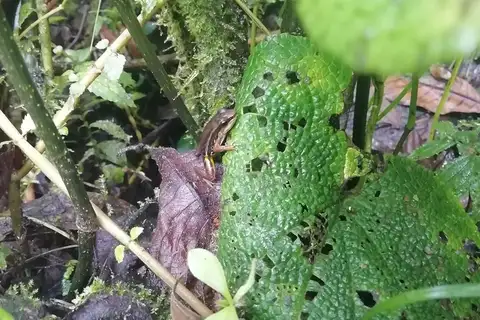 Stripe-throated Rocket Frog