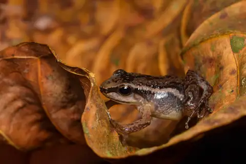 Santa Rita Rocket Frog