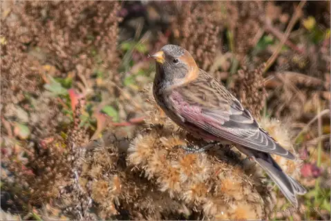 Asian Rosy Finch