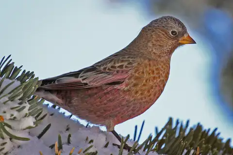 Brown-capped Rosy Finch