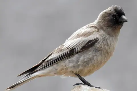 Brandt's Mountain Finch
