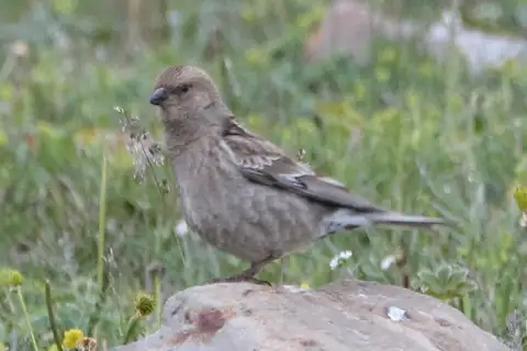 Plain Mountain Finch